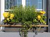 Bild 11 - Adler Landgasthof